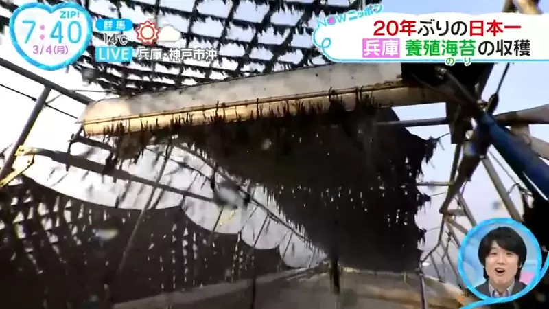 《紫菜是這樣採收的》愛吃海苔的你知道材料來源嗎?實際看過才知道魄力十足 《紫菜是這樣採收的》愛吃海苔的你知道材料來源嗎?實際看過才知道魄力十足