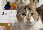 從2015年持續至今的《貓咪月曆》今年還玩出了「德羅斯特效應」也太有趣了吧