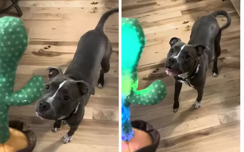 給寵物看《會說話的仙人掌玩具》會發生什麼事?網友拍下狗狗看到玩具的真實反應 給寵物看《會說話的仙人掌玩具》會發生什麼事?網友拍下狗狗看到玩具的真實反應