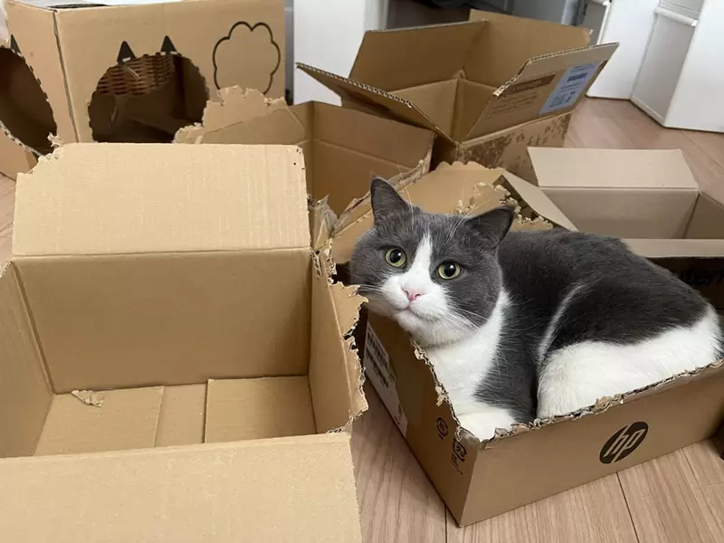 漫畫家描繪《九種貓咪霸凌》網友分享表示貓貓真的會這麼做,牠們超愛這樣的(喵~) 漫畫家描繪《九種貓咪霸凌》網友分享表示貓貓真的會這麼做,牠們超愛這樣的(喵~)