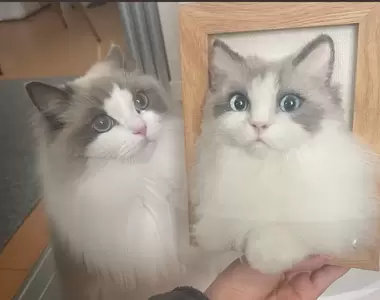 愛貓藝術家的羊毛氈創作 差一點點就會被認為是真貓的超高還原度