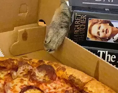 抓包毛孩偷吃食物的瞬間 問題就是抓到了也不能怎麼樣❤(開始吸)