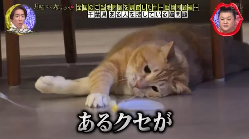 《迷戀大叔鞋味的貓》長達七年的習慣就是為了找到當初辣個味道(聞)