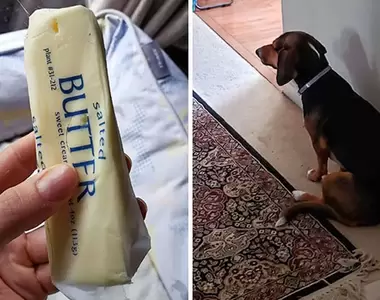 抓包毛孩偷吃食物的瞬間 狗狗的反應超好笑！要就要而另一種就是死不認帳