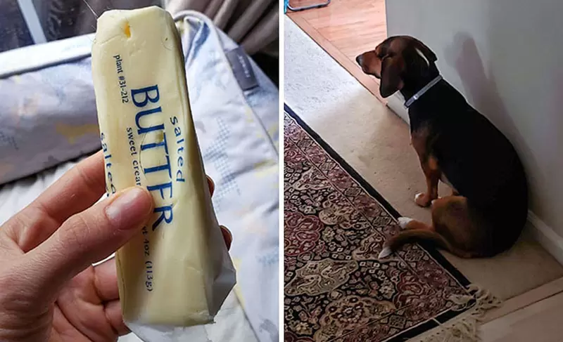 抓包毛孩偷吃食物的瞬間 狗狗的反應超好笑！要就要而另一種就是死不認帳