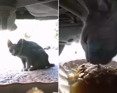 《遙控車餵流浪貓》不怕貓貓跑走又能近距離看餵食秀簡直WinWin 《遙控車餵流浪貓》不怕貓貓跑走又能近距離看餵食秀簡直WinWin