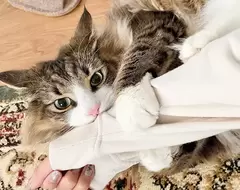 網友經驗分享《貓貓的摸摸區域》哪裡OK哪裡不OK守備區域都劃分給你看