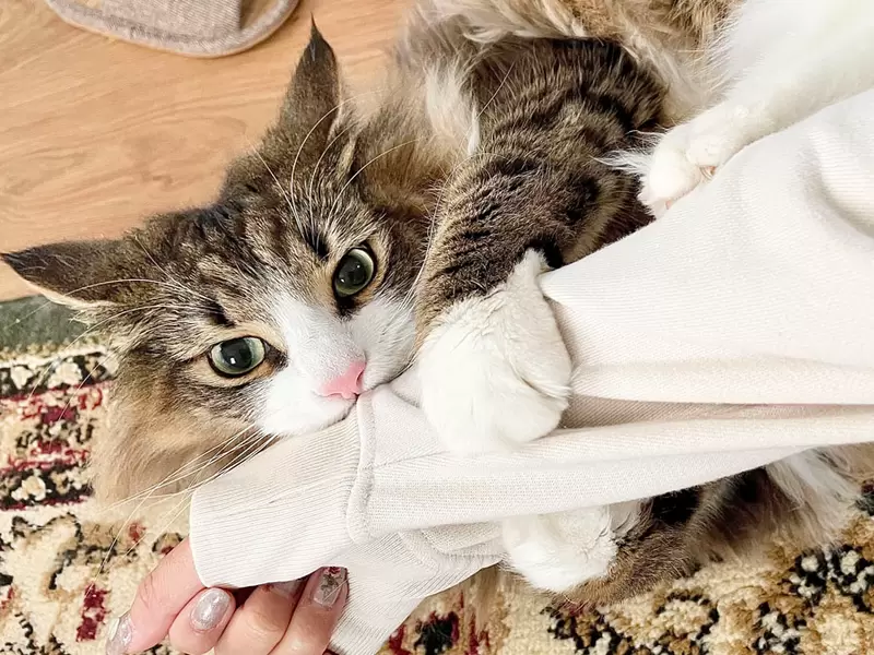 網友經驗分享《貓貓的摸摸區域》哪裡OK哪裡不OK守備區域都劃分給你看 網友經驗分享《貓貓的摸摸區域》哪裡OK哪裡不OK守備區域都劃分給你看