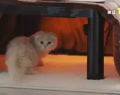 認真研究《貓咪最喜歡的暖桌溫度》實驗多次的結果是...不知道XD