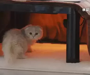認真研究《貓咪最喜歡的暖桌溫度》實驗多次的結果是...不知道XD