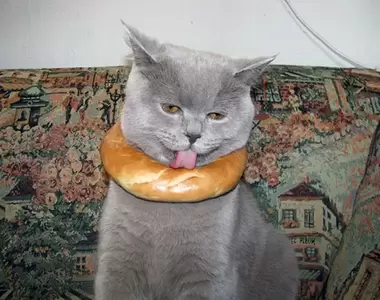 網友分享《各種因貪吃被困住的毛孩們》貓贓俱獲現在賴也賴不掉了吧