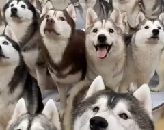 全員逃走中《100隻哈士奇奔出狗狗咖啡廳》商場目擊民眾看到這麼多狗狗都傻眼惹