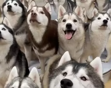 全員逃走中《100隻哈士奇奔出狗狗咖啡廳》商場目擊民眾看到這麼多狗狗都傻眼惹