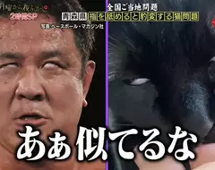 舔手指會爽到翻白眼的貓 網友開玩笑表示這表情跟摔角手「永田裕志」用力時一模一樣XD