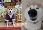 《柴柴身上的味道》網友分析柴犬身上各處不同的味道