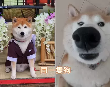 《柴柴身上的味道》網友分析柴犬身上各處不同的味道