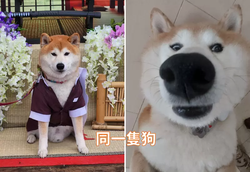 《柴柴身上的味道》網友分析柴犬身上各處不同的味道 《柴柴身上的味道》網友分析柴犬身上各處不同的味道