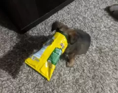 網友分享《各種因貪吃被困住的毛孩們》其實狗狗的愛吃程度也不輸貓貓呢