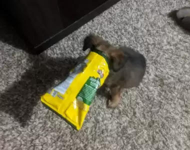 網友分享《各種因貪吃被困住的毛孩們》其實狗狗的愛吃程度也不輸貓貓呢