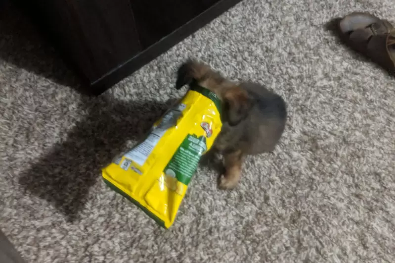 網友分享《各種因貪吃被困住的毛孩們》其實狗狗的愛吃程度也不輸貓貓呢 網友分享《各種因貪吃被困住的毛孩們》其實狗狗的愛吃程度也不輸貓貓呢