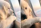 網友分享《待在飛機上的可愛毛孩》能跟寵物一起在天空飛行感覺就是一件幸福的事