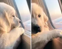 網友分享《待在飛機上的可愛毛孩》能跟寵物一起在天空飛行感覺就是一件幸福的事