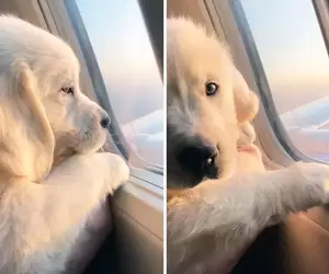 網友分享《待在飛機上的可愛毛孩》能跟寵物一起在天空飛行感覺就是一件幸福的事