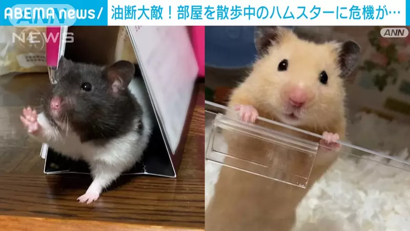 主人拍下的《倉鼠危機一發》試圖爬進褲管結果沒用好反而懸空，嚇得倉鼠不斷拍打著短腿