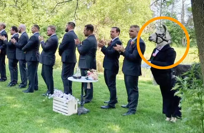 國外網友的創意《把羊駝打扮成伴郎》這樣的婚禮肯定此生難忘XD