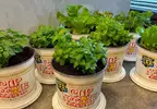 日清與園藝品牌「ProtoLeaf」合作 推出意想不到的趣味商品「杯麵盆栽」