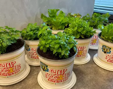 日清與園藝品牌「ProtoLeaf」合作 推出意想不到的趣味商品「杯麵盆栽」