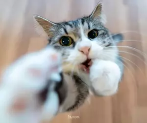 日本貓貓攝影師《小野一俊》在他的鏡頭下總是能拍出獨特且又可愛的喵星人照片