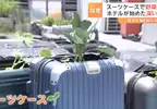 回收再利用《行李箱種菜法》日本飯店想出來讓資源不浪費又能妥善使用的方法