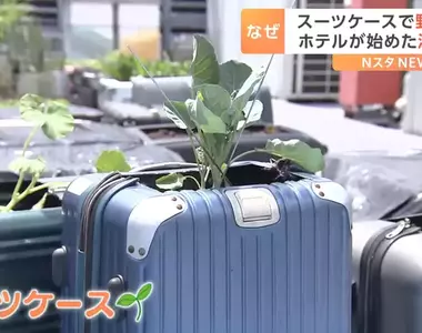 回收再利用《行李箱種菜法》日本飯店想出來讓資源不浪費又能妥善使用的方法