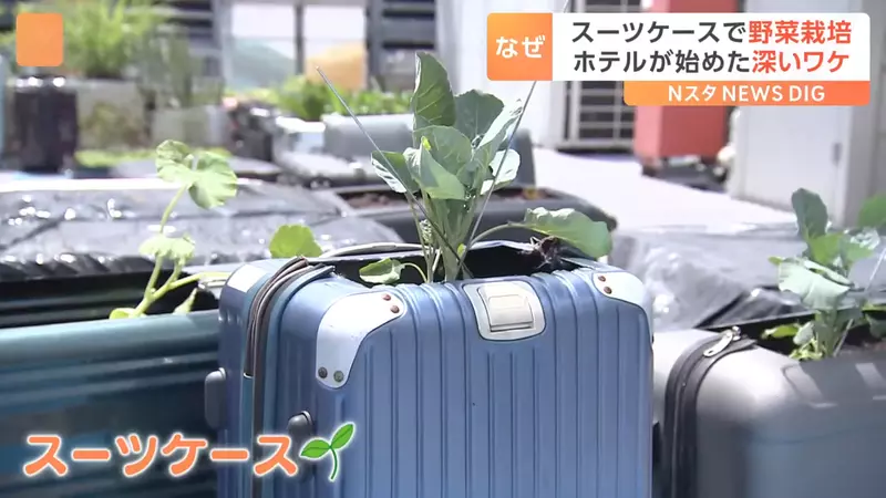 回收再利用《行李箱種菜法》日本飯店想出來讓資源不浪費又能妥善使用的方法 回收再利用《行李箱種菜法》日本飯店想出來讓資源不浪費又能妥善使用的方法
