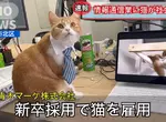 一本正經的搞笑《日本企業招聘貓員工》解決少子化的方法就是引進貓貓進入職場 一本正經的搞笑《日本企業招聘貓員工》解決少子化的方法就是引進貓貓進入職場