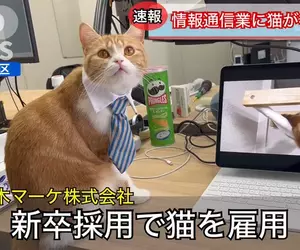 一本正經的搞笑《日本企業招聘貓員工》解決少子化的方法就是引進貓貓進入職場