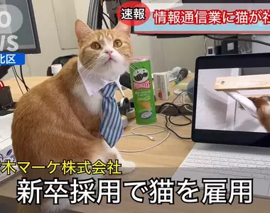 一本正經的搞笑《日本企業招聘貓員工》解決少子化的方法就是引進貓貓進入職場