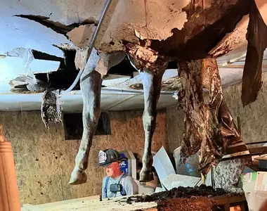 《穀倉塌陷卡馬腿事件》一隻體重約500公斤的成年馬就這麼卡在了天花板上