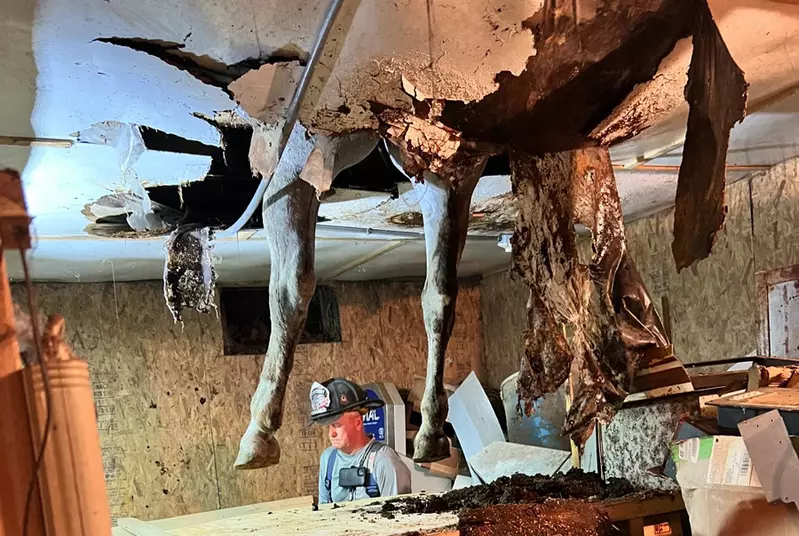 《穀倉塌陷卡馬腿事件》一隻體重約500公斤的成年馬就這麼卡在了天花板上 《穀倉塌陷卡馬腿事件》一隻體重約500公斤的成年馬就這麼卡在了天花板上