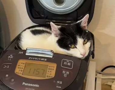 《喜歡窩在電鍋裡的貓》這場景有那麼一瞬間讓人覺得乾脆就住在這裡吧...不行!那等等怎麼煮飯啊(汗)