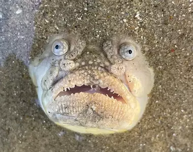 新加坡海灘上的《瞻星魚》話說我有時看著天花板放空感覺也是這樣