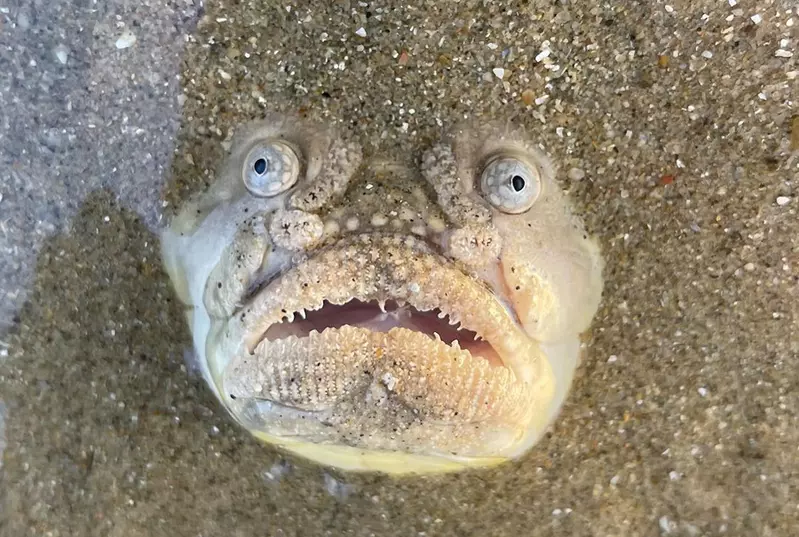 新加坡海灘上的《瞻星魚》話說我有時看著天花板放空感覺也是這樣 新加坡海灘上的《瞻星魚》話說我有時看著天花板放空感覺也是這樣