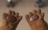 日本久光製藥推出《手掌多汗症》廣告影片 用海獺布偶拍攝超可愛成功引起網友關注