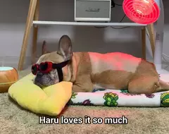 協助狗狗康復大作戰 護目鏡外加舒適毯子，連香氛機都擺在旁邊療癒感直接拉滿