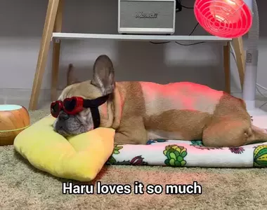 協助狗狗康復大作戰 護目鏡外加舒適毯子,連香氛機都擺在旁邊療癒感直接拉滿