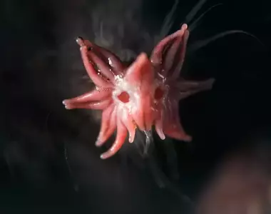 地底下的奇妙生物《星鼻鼴》靠著鼻尖長有的22隻觸手尋找獵物,外觀看上去真的很不一般