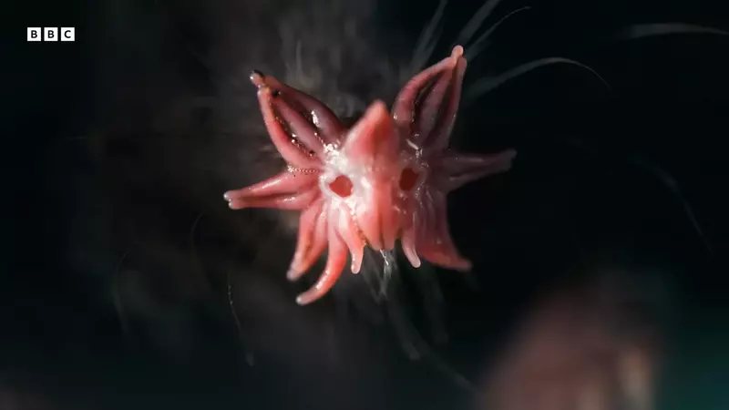 地底下的奇妙生物《星鼻鼴》靠著鼻尖長有的22隻觸手尋找獵物,外觀看上去真的很不一般 地底下的奇妙生物《星鼻鼴》靠著鼻尖長有的22隻觸手尋找獵物,外觀看上去真的很不一般