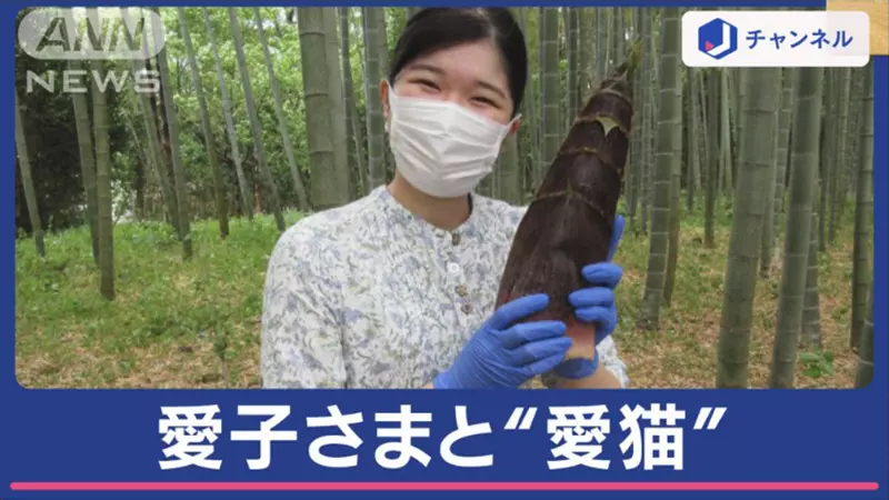 《日本公主的愛貓》這隻貓怎麼看都像是竹筍?皇室這麼說網友誰敢有意見 《日本公主的愛貓》這隻貓怎麼看都像是竹筍?皇室這麼說網友誰敢有意見