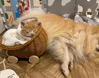 3COINS商品《玩偶嬰兒車》網友大推好物！家裡有小貓裝起來簡直超級合適